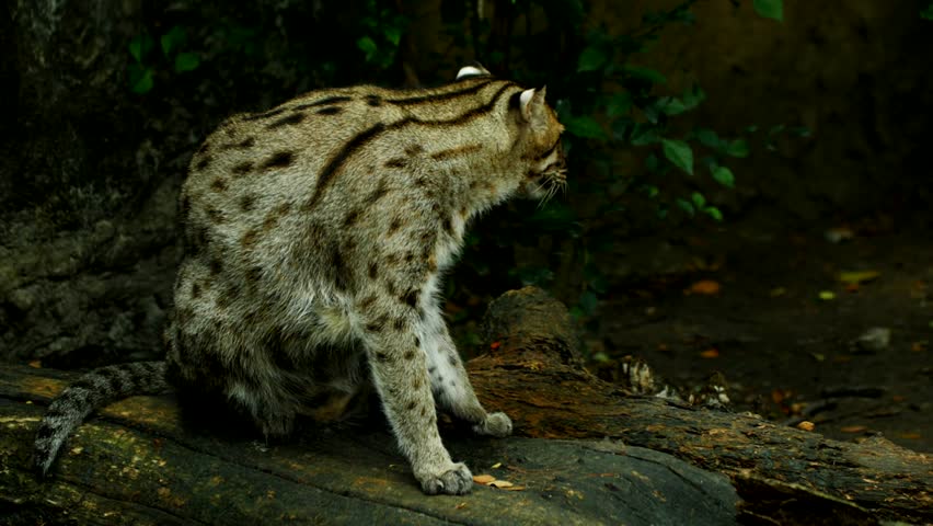 Close-up footage of a fishing cat looking directly at the camera, showcasing intense gaze, detailed fur texture, and natural wild behavior in stunning 4K resolution.
