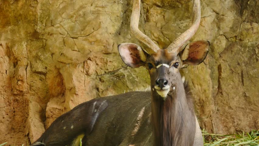 Close-up footage of a nyala antelope in its natural habitat, showcasing elegant horns, striped coat, and detailed movement in stunning 4K resolution.
