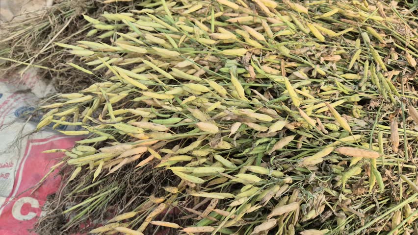 This high-quality commercial video captures a detailed close-up shot of a harvested heap of raw mustard crops (Brassica nigra) spread out and drying under the bright natural sunlight on a traditional jute sack. The footage focuses on the rich texture of the yellow-green mustard pods and stalks during the post-harvest seed processing stage on rural agricultural ground. It perfectly visualizes eco-friendly oilseed farming development, sustainable agriculture production management, traditional crop drying routines, and regional agribusiness food commodity logistics. Ideal for cooking oil marketplace promotions, organic farming commercials, agronomy documentaries, and rural cultivation lifecycle visuals.
