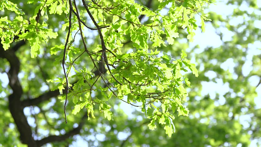 Oak tree in summer park with young fresh green leaves on sunny and windy day, closeup bottom view