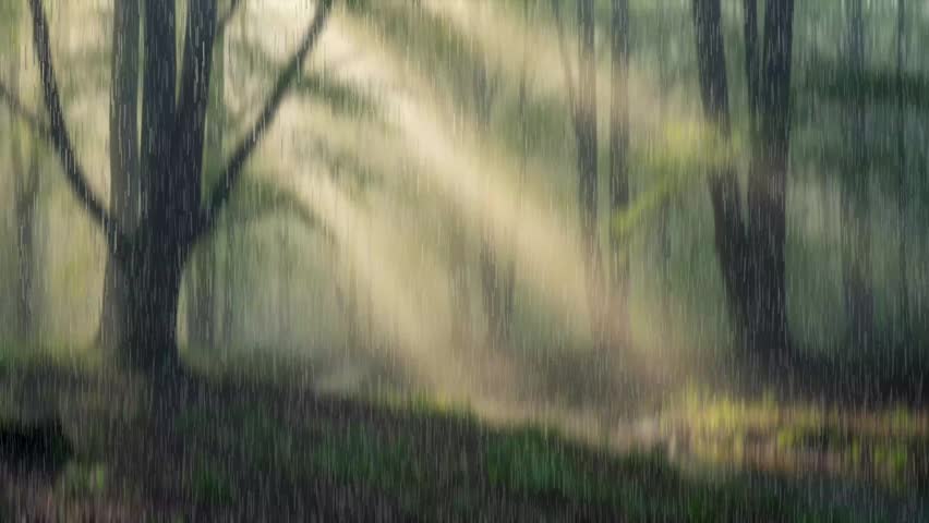 Experience the mesmerizing beauty of heavy rain over the enchanting clouds forest