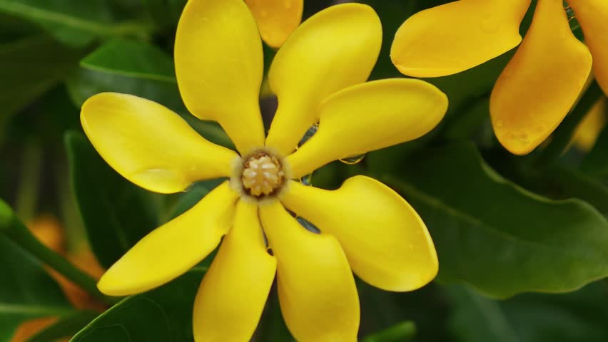 Yellow flowers in the garden