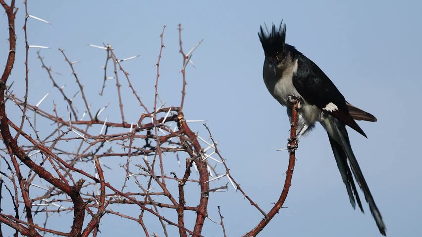 Great Spotted Cuckoo Bird Perched On A Thorny Tree Branch
