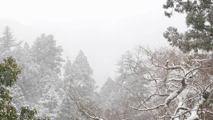 Beautiful Snowy Forest With Fog In The Winter Season
