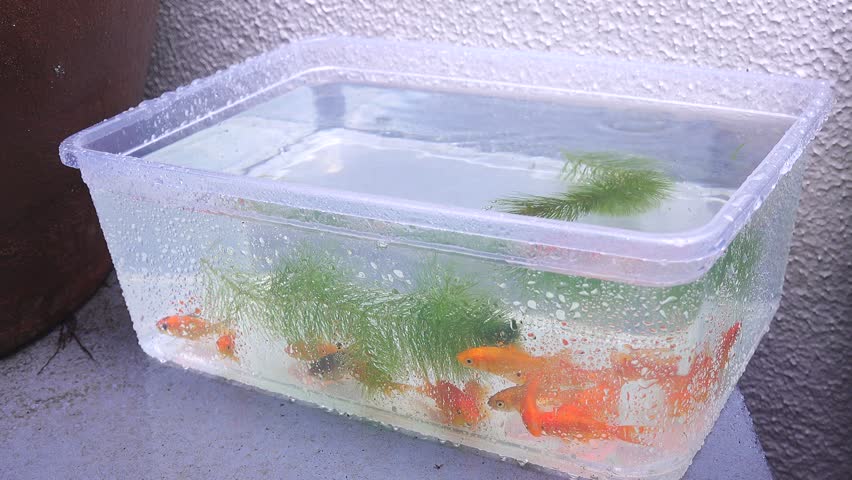 Several goldfish in the water
