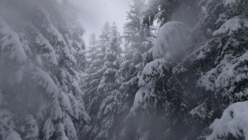 Heavy Snow Falling Gently Through a Serene Winter Forest with Snow-Laden Pine Trees