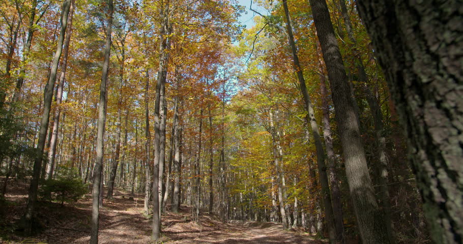 Calm forest trail under tall trees in autumn, with colorful foliage, a large trunk in the foreground, and soft sunlight filtering through the canopy on a
