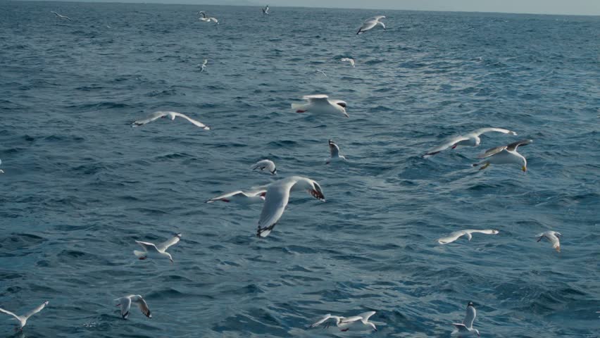 A flock of seagulls glides over choppy, deep blue ocean water