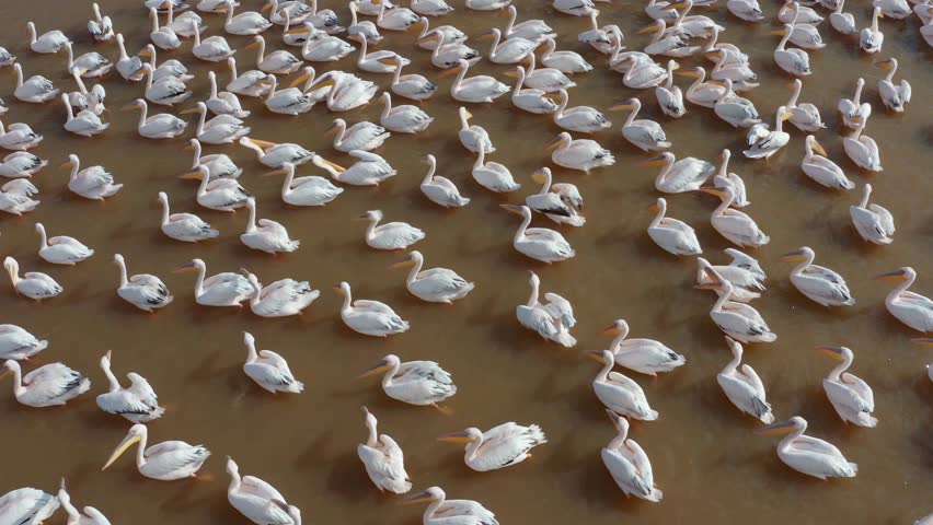 High-angle view of a large flock of great white pelicans swimming together in muddy brown water