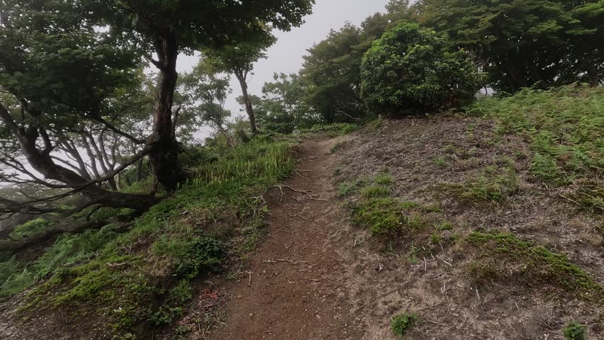 A hiking trail shrouded in fog, Happuu Pass with red torii gates.
 There are some signposts.wrightten in japanese.
They says.  八風峠940m、（Happuu Pass940m）、竜ヶ岳（Ryuugatake）、釈迦ヶ岳（Syakagatake)、三池岳(Miikedake)。
And,A yellow signpost is mention for rescue point.
This place is one of the point.

