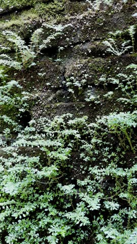 Lush Green Wild Plants and Thick Moss Growing Over an Old Stone Wall