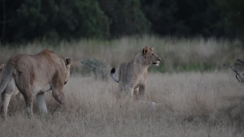 Lion pride on a zebra carcass