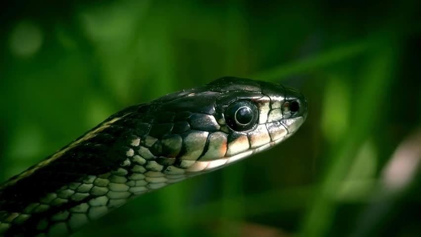 A crisp macro profile highlights the glossy scales and dark round eye of a garter snake