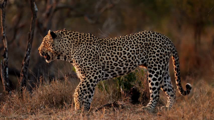 Full side profile shot of a powerful leopard stinding on dry grass during golden hour