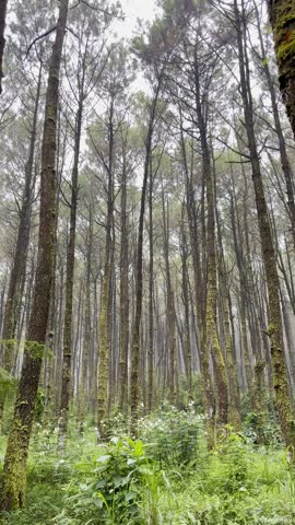 Tall Pine Trees in Dense Forest with Green Mossy Trunks and Undergrowth