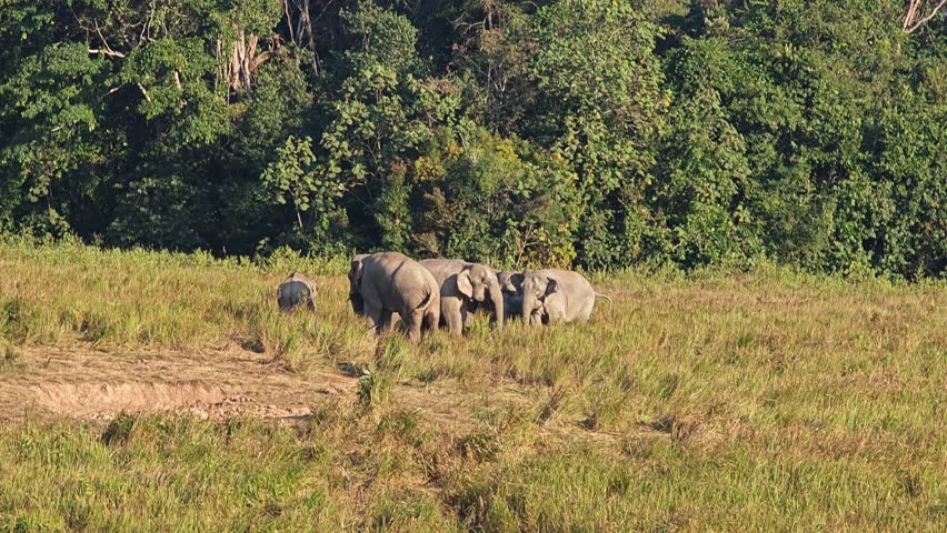 Wild elephants with baby elephant in Thailand.