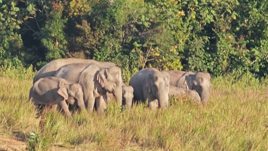 Wild elephants with baby elephant in Thailand.