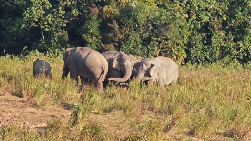Wild elephants with baby elephant in Thailand.