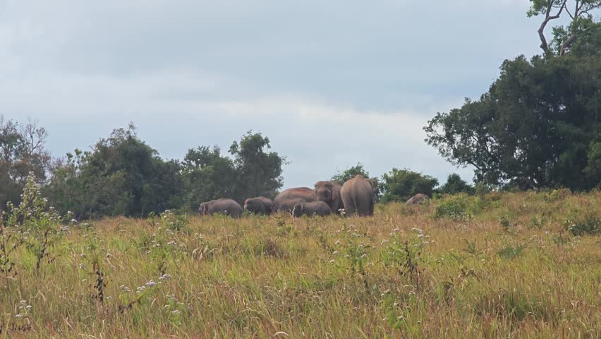 Wild elephants with baby elephant in Thailand.
