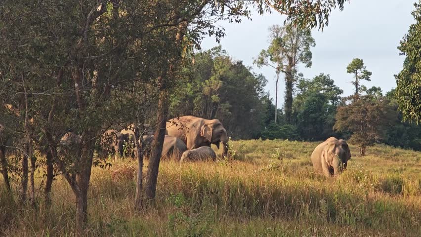Wild elephants with baby elephant in Thailand.