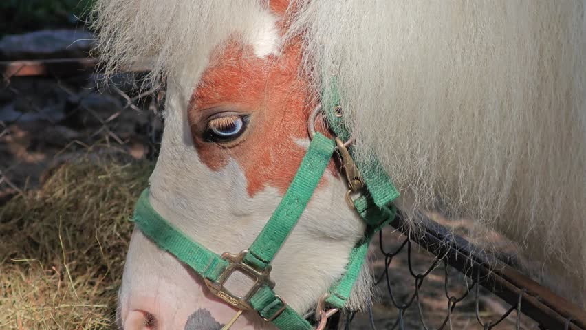 Miniature Horse Eye Close Up.