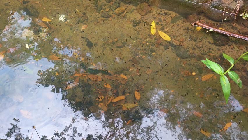 tadpoles in a puddle of water
