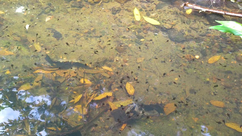 tadpoles in a puddle of water