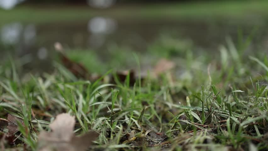 Puddle of rainwater flooding a green park lawn