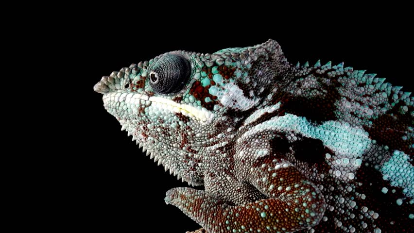 Close-up profile of a textured panther chameleon head with vibrant blue and brown scales against a black background