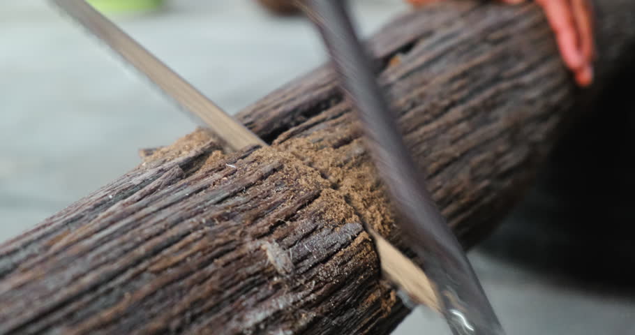Wood, log and cutting with hand saw for work, fire and constructing. High quality 4k footage