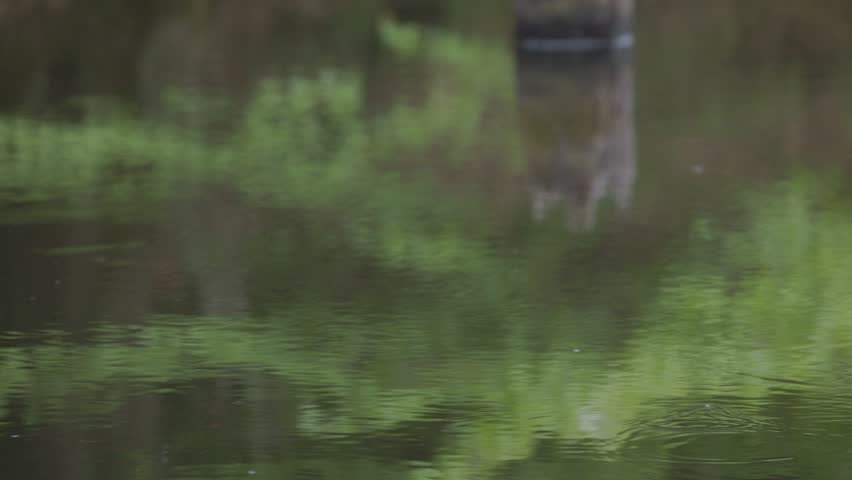 A young tree on an old stump in a forest lake