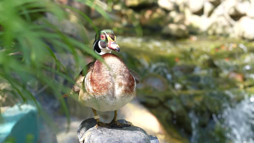 mandarin duck in the zoo, watching wood duck from the bushes, duck standing on the rocks and looking away, quack quack the colorful ducks
