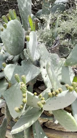 Young Prickly Pear Shoots on Cactus in Natural Outdoor Setting