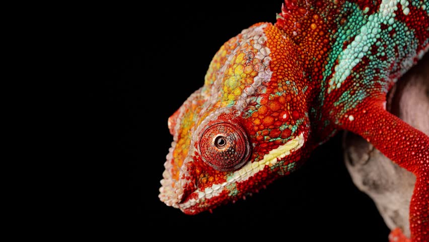 Close-up shot of a beautiful red and green chameleon in front of a black background.