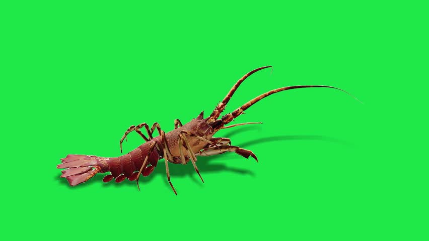 Spiny river sea Lobster Freshwater Shrimp Crawfish or Lobster on Green Screen