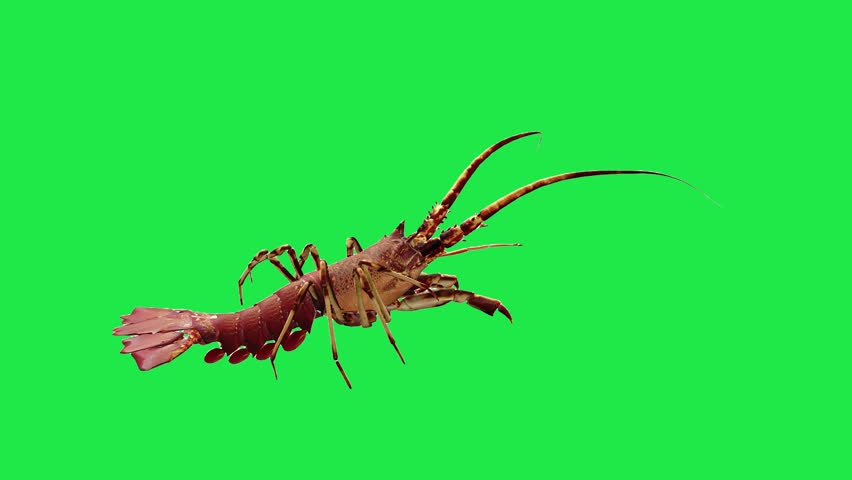 Spiny river sea Lobster Freshwater Shrimp Crawfish or Lobster on Green Screen