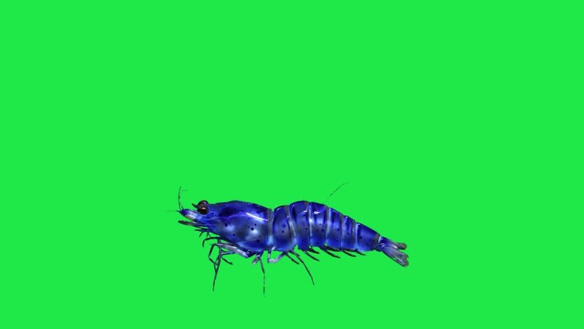 Spiny river sea Lobster Freshwater Shrimp Crawfish or Lobster on Green Screen
