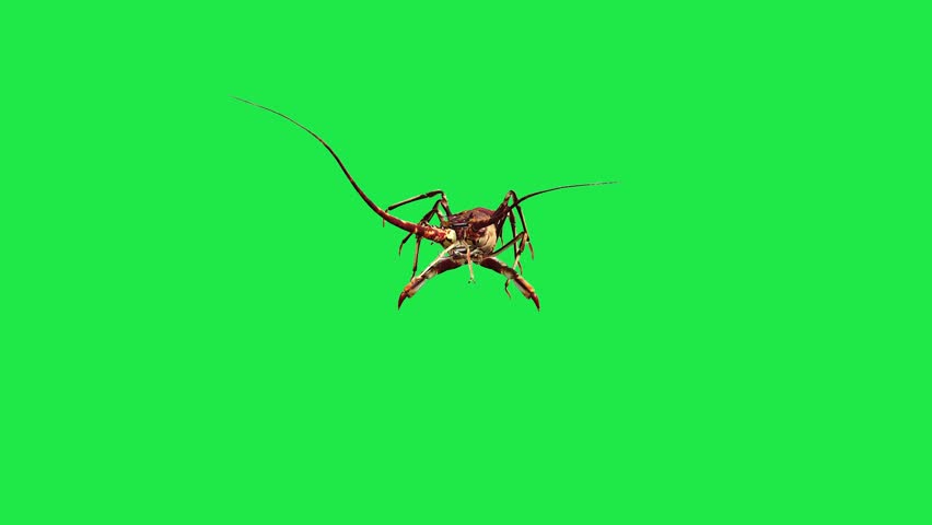 Spiny river sea Lobster Freshwater Shrimp Crawfish or Lobster on Green Screen