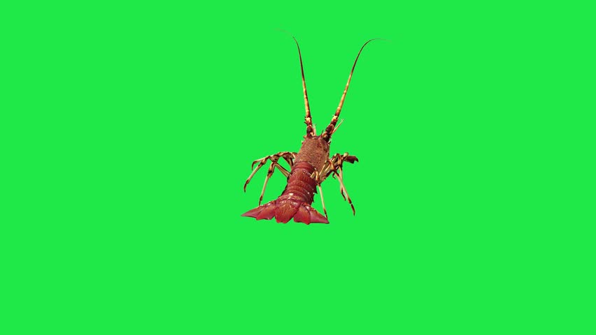 Spiny river sea Lobster Freshwater Shrimp Crawfish or Lobster on Green Screen