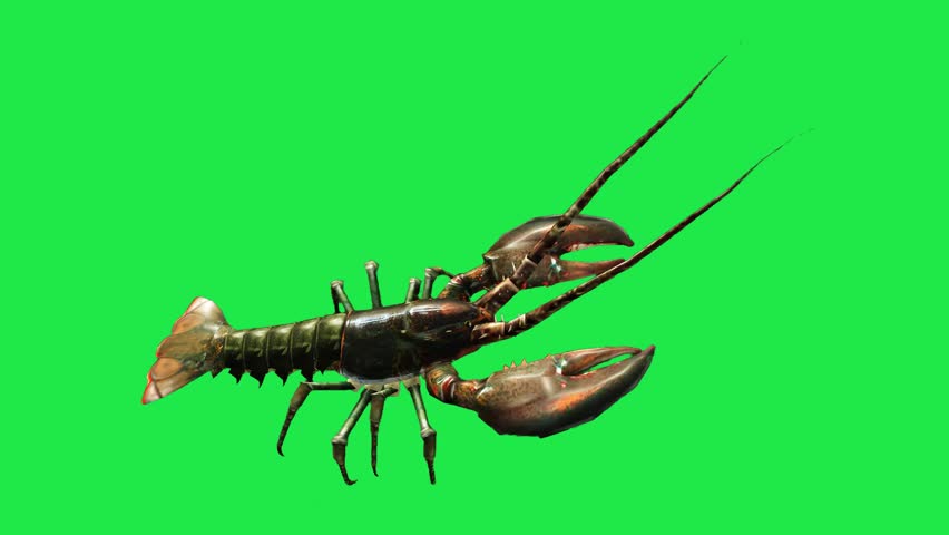 Spiny river sea Lobster Freshwater Shrimp Crawfish or Lobster on Green Screen