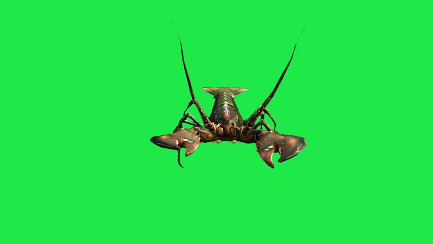 Spiny river sea Lobster Freshwater Shrimp Crawfish or Lobster on Green Screen