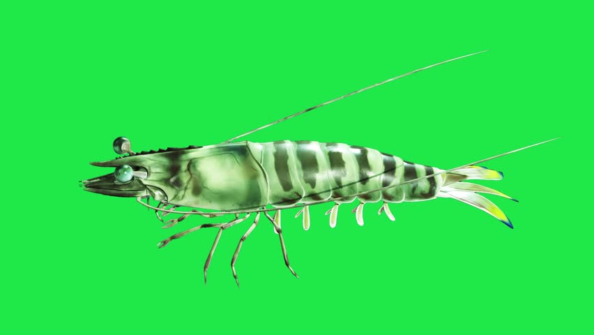 Spiny river sea Lobster Freshwater Shrimp Crawfish or Lobster on Green Screen