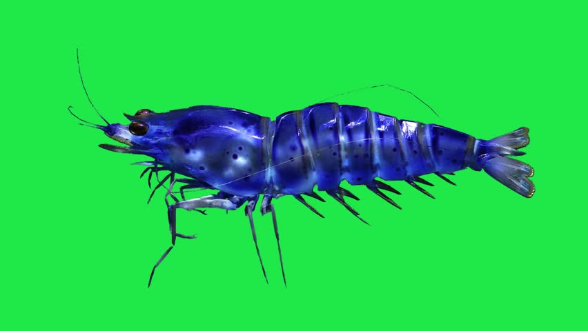 Spiny river sea Lobster Freshwater Shrimp Crawfish or Lobster on Green Screen