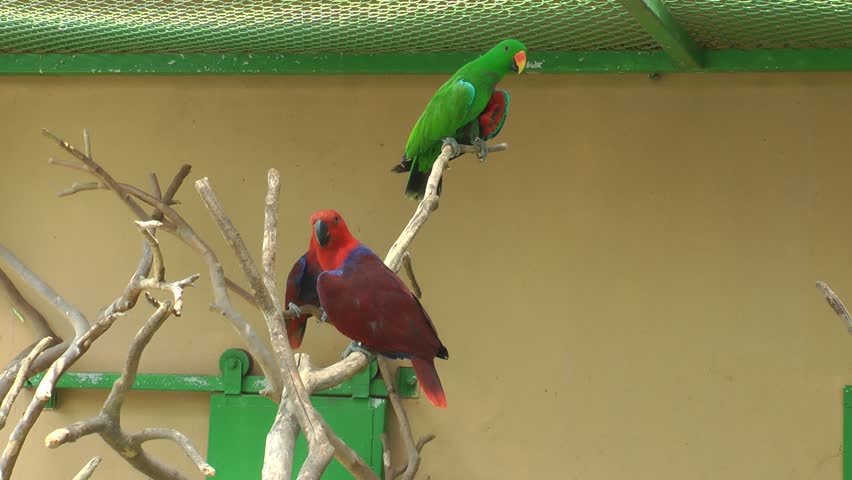 A pair of eclectus parrots 