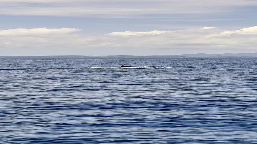 Humpback whales in the open sea.