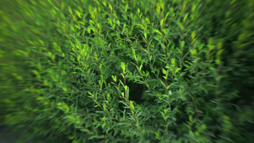 Tree leaves in Forest close up