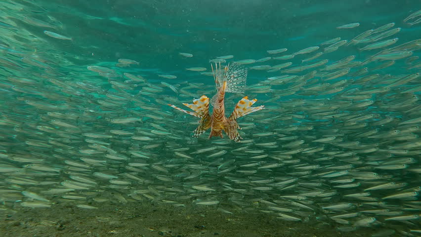 Red Lionfish huntting for small fish, approaching Hardyhead Silversides Atherina school at spawning run on shallows. Common Lionfish (Pterois volitans) hunts of Atherina`s over sand seabed