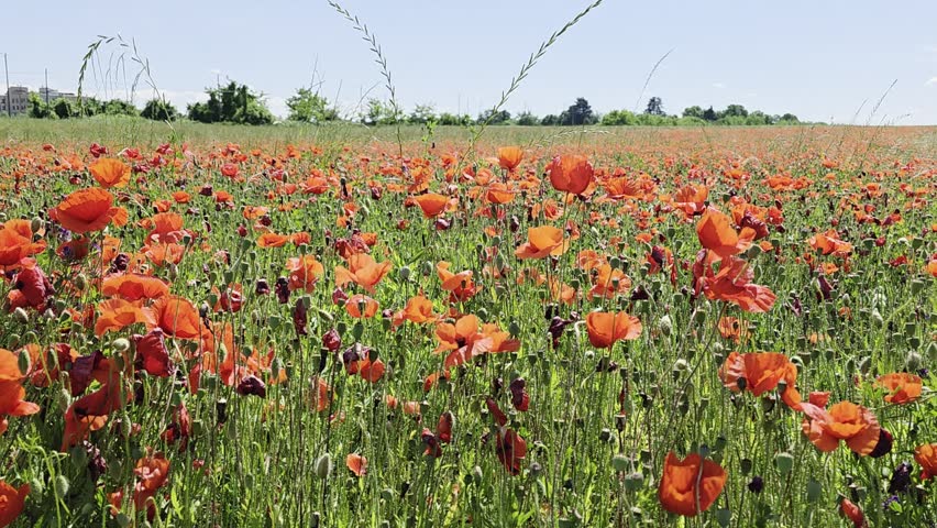 Amazing poppies in a field on a spring day