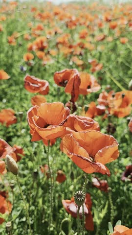 Beautiful poppies in a field