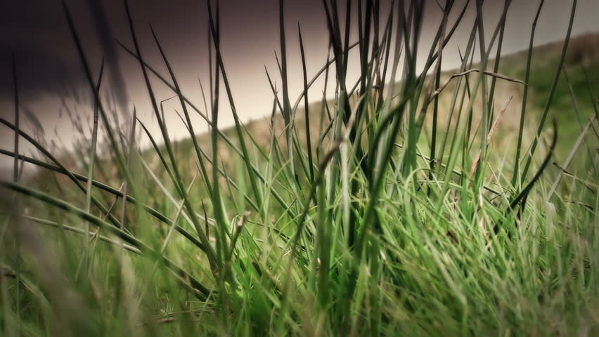 Moor Land Grass Blowing In The Wind
